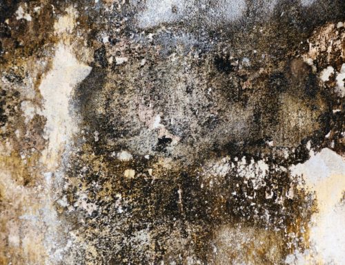 Will My Insurance Policy Pay for Mold Damage?