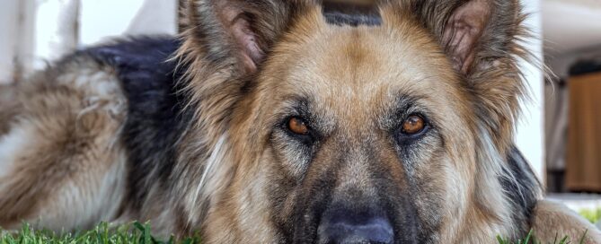 homeowners insurance Sarasota