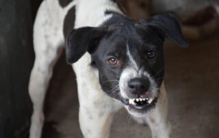 dog owner liability in Florida