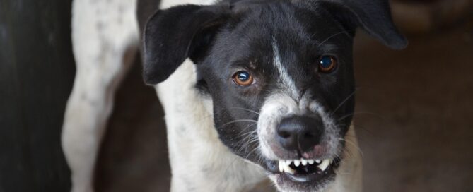 dog owner liability in Florida